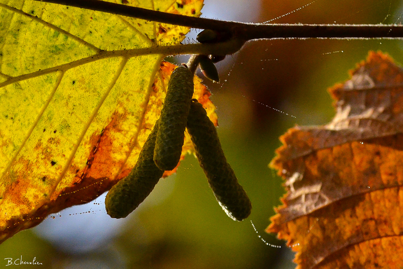 blog-bc-2017-41 Chatons d'automne