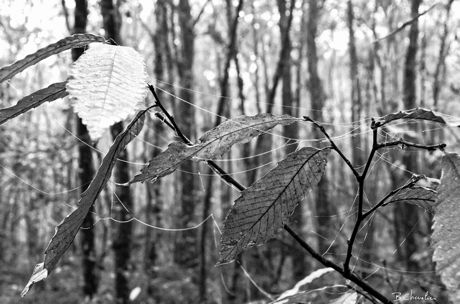 blog-bc-2017-42 Guirlande d'automne en N&amp;B