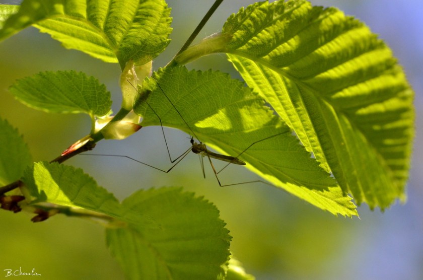 blog-bc-2018-16 Sous la feuille