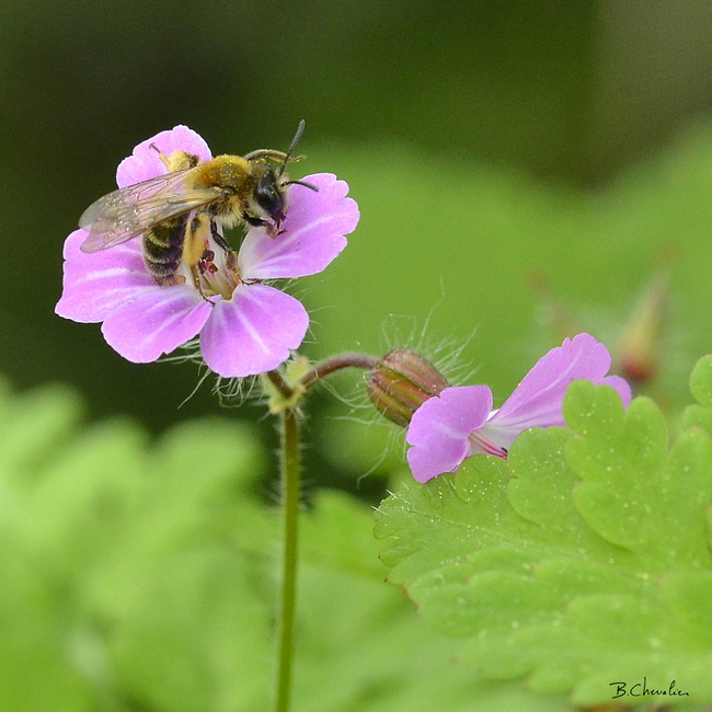 blog- bc-2018-17-abeille naine