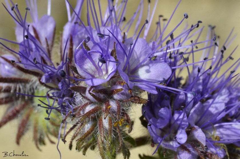blog-bc-2018-18 Phacélie