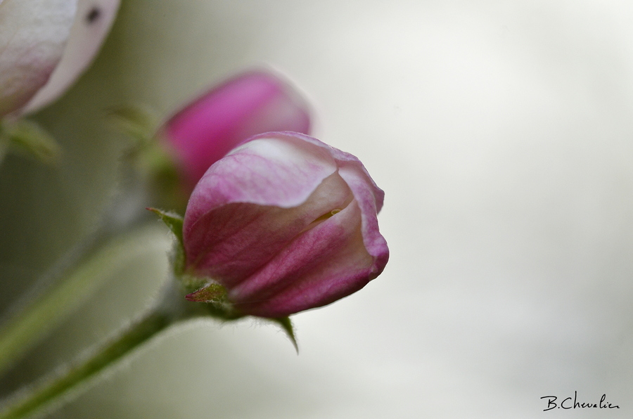 blog-bc-2018-19- bouton