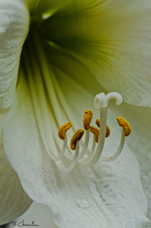 blog-bc-2018-20 au coeur de l'Amarillys