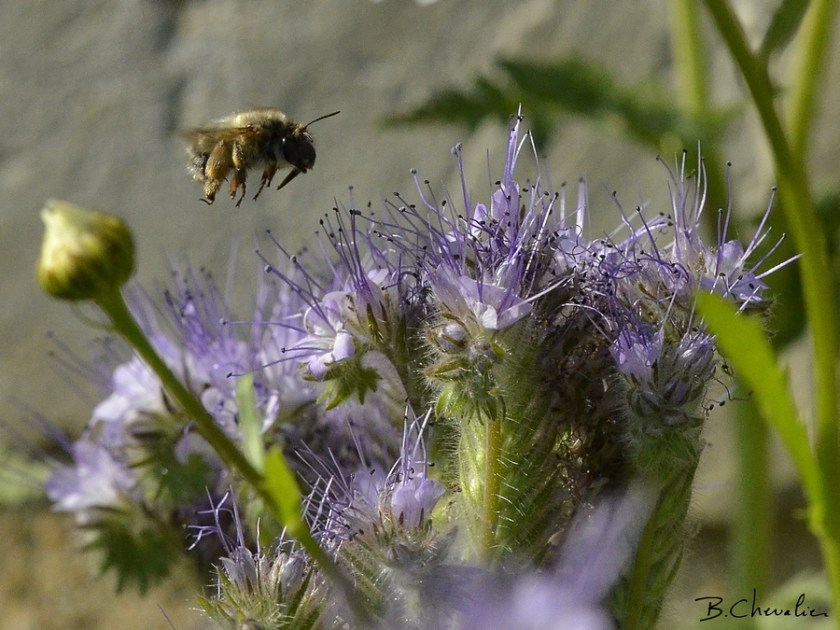 blog-bc-2018-21-Bourdon arrivant sur fleur de Phacélie