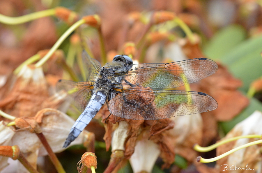 blog-bc-2018-23-Libellule