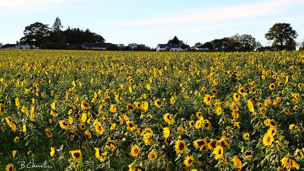 blog-bc-2018-35 Tournesols d'octobre