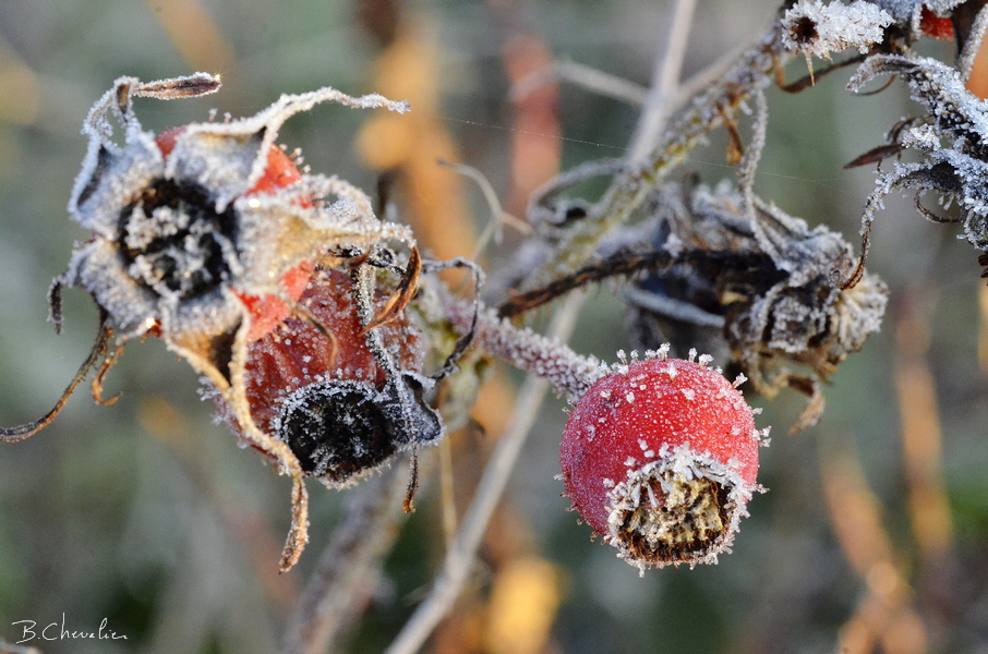 blog-bc-2018-41-cynorhodons givrés