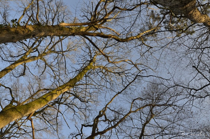 blog-bc-2019-6 l'arbre en hiver