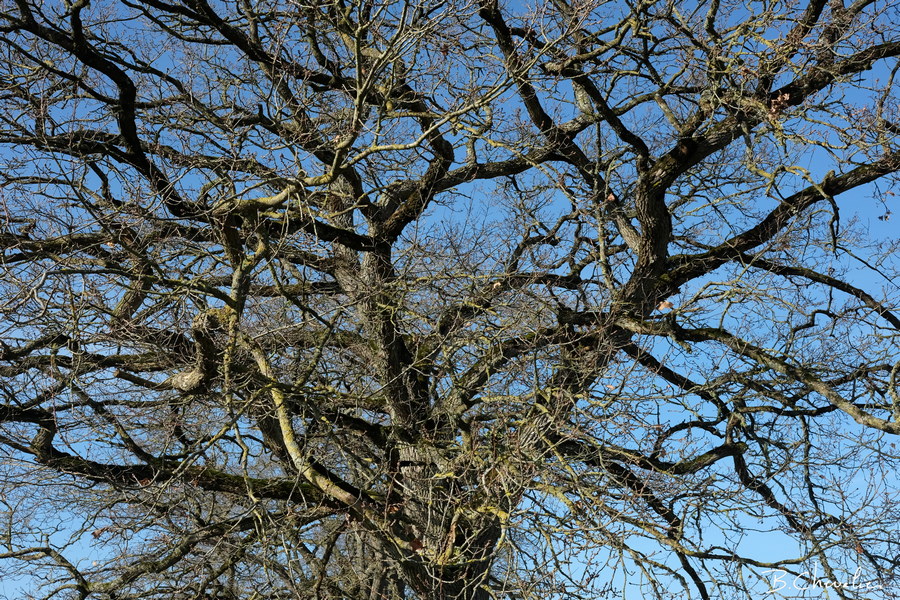 blog-bc-2019-11-structure arborescente