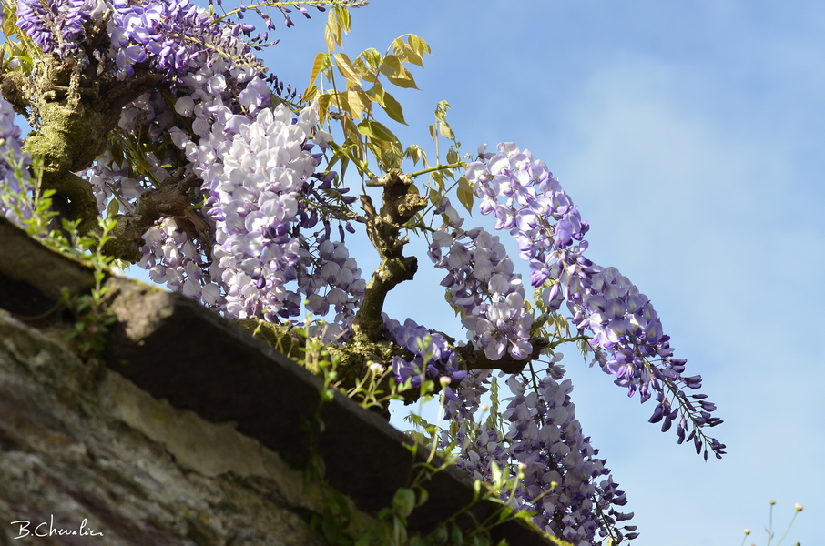 blog-bc-2019-16-Glycine au Thabor