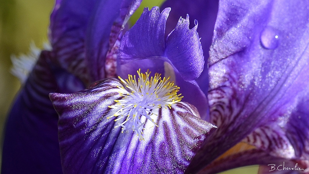 blog-bc-2019-19-Iris