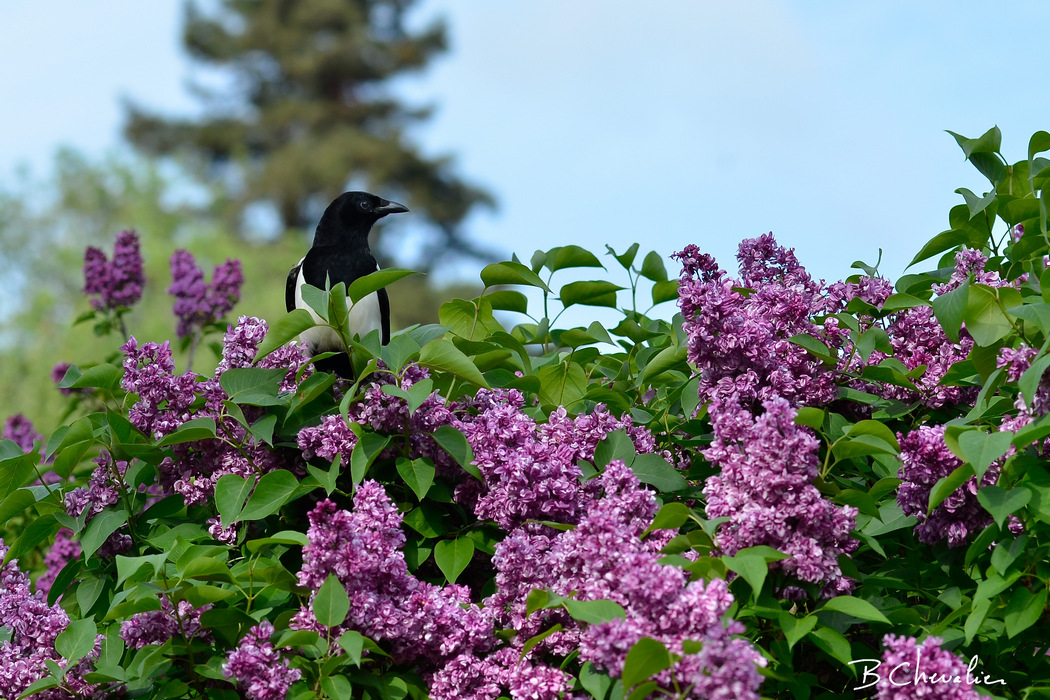 blog-bc-2019-20-La pie dans le Lilas