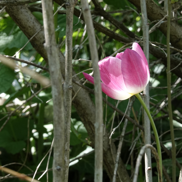 bog-bc-2019-17-tulipe rose