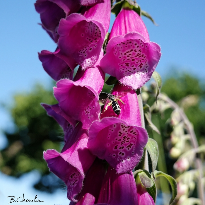 blog-bc-2019-21-Digitale et guèpe