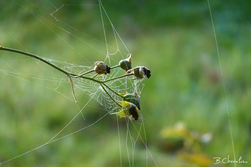 blog-bc-2019-34-toile d'araignée