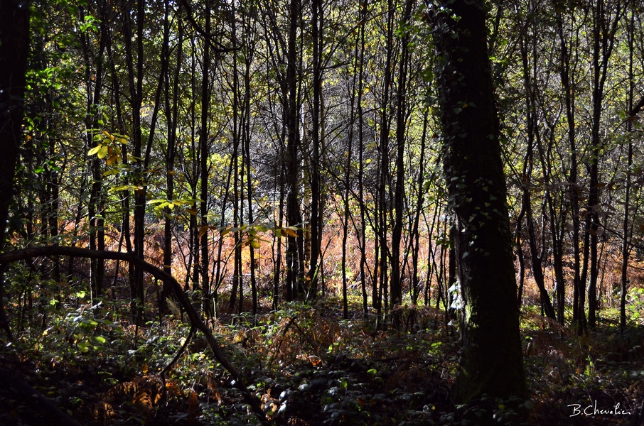 blog-bc-2019-37-clair-obscur