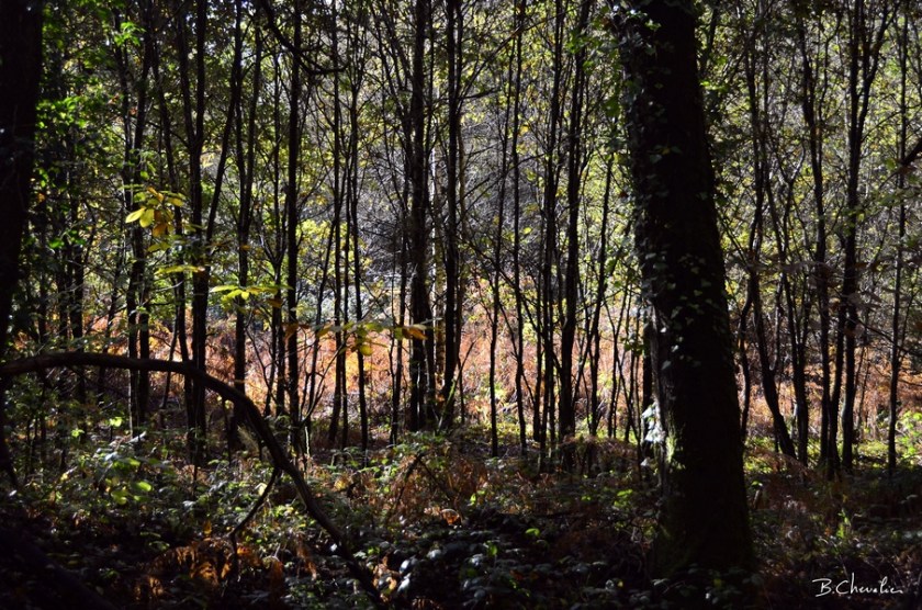 blog-bc-2019-37-clair-obscur