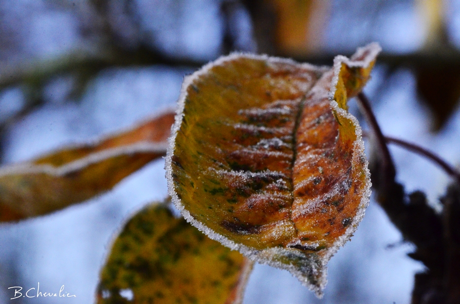 blog-bc-2019-39-Givre sur feuille