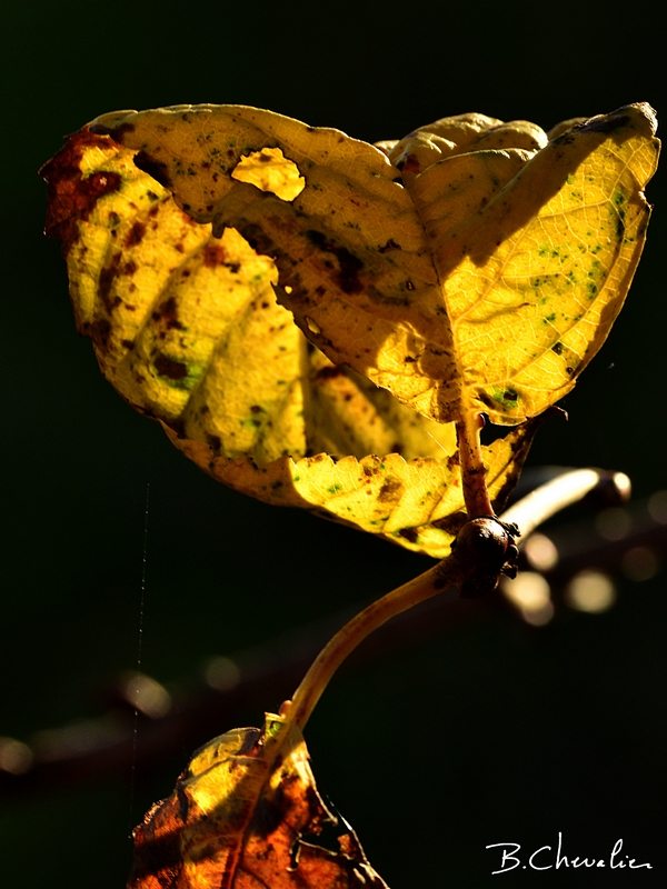 blog-bc-2019-40-drôle de trogne