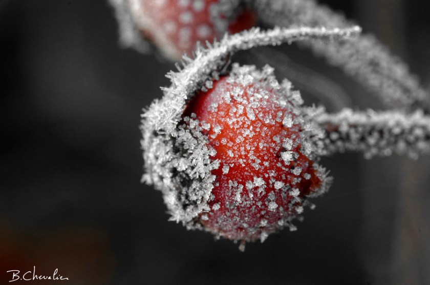 blog-bc-2019-42-cynorhodon