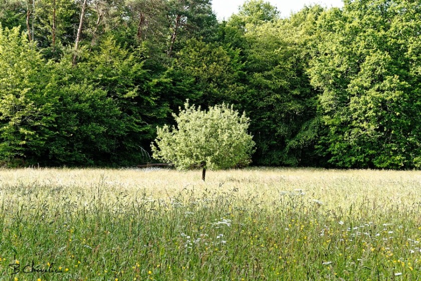 blog-bc-2020-3-La clairière