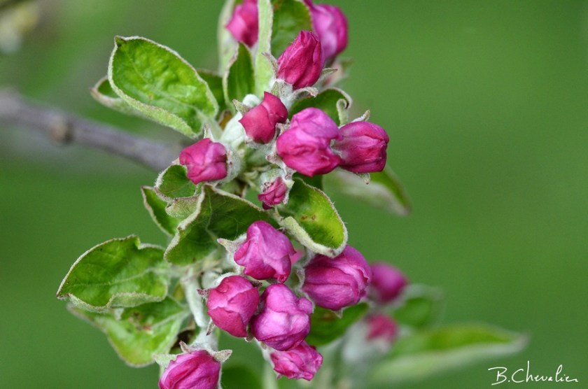 blog-bc-2020-16-boutons de fleurs de pommier
