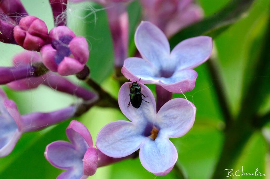 blog-bc-2020-17-Mini scarrabée sur fleur de lilas
