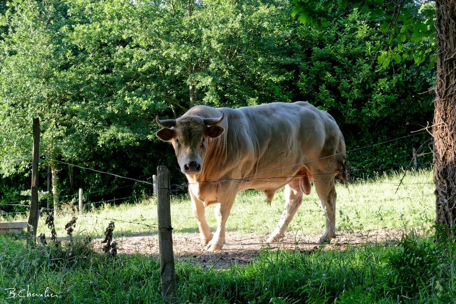 blog-bc-2020-20-Il en a