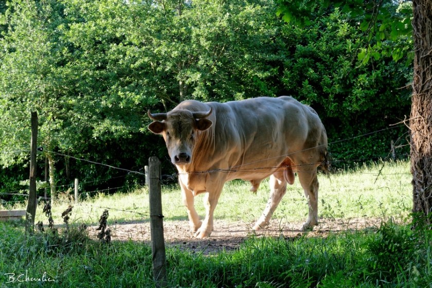 blog-bc-2020-20-Il en a